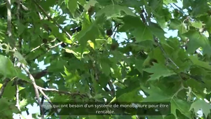 L'agroforesterie caféïère au Mexique: un modèle agricole menacé par N. Cordeboeuf, B. Bertrand et I. Boukheroufa