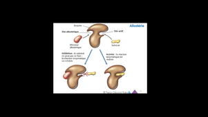 Cours chapitre II.6 vidéo 1