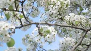 Demo_IntégrationVideoH5PMoodle.mp4