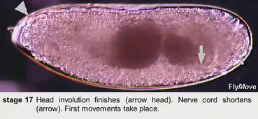 Embryogenèse drosophile