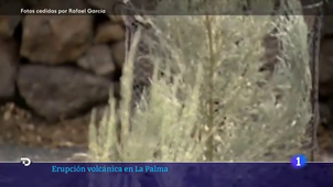 El volcán de La Palma amenaza las especies