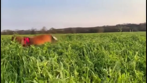 001 grupo 1 El último tic-tac.mov