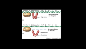 Cours chapitre II.6 vidéo 2